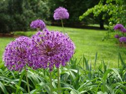 Flower violet and Grass