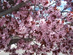 Pink japanese ornamental Cherry Blossoms