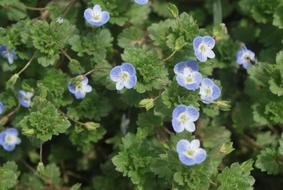 Beautiful, blooming blue, white and yellow flowers with green leaves