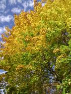 Autumn Color tree
