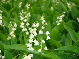 Lily of Valley, fragrant Flowers