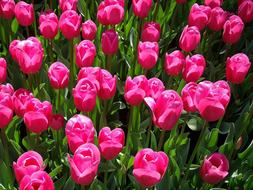 magnificent Tulips Flower