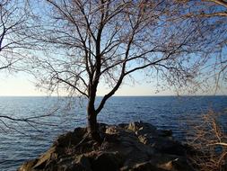 Lake Water Wave tree