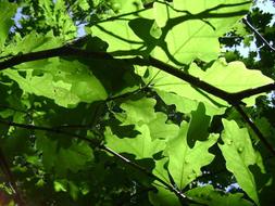 Summer Tree green fresh