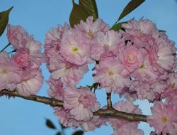 Branch of cherry Tree in Bloom on a blue background