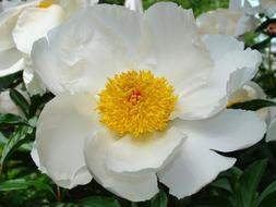 wonderful Peony Garden
