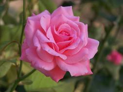 unusually beautiful Flower Rose Pink