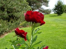 goodly Flower Peony Spring
