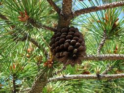 Tree Pine Cone green brown