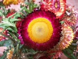 ravishing Evergreen Flower