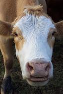 portrait of domestic goodly Cow Face Lips