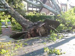 Trees Uprooted by Tornado on street