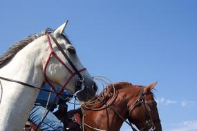 goodly Horse Farm Country