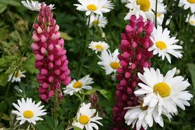 Daisies Lupins flowers