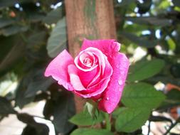 extraordinarily beautiful Rose Pink with water drop