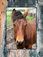 photo of a horse on a background of a wooden fence