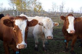 Cows Country