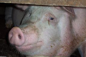 Pig Sow Farm face