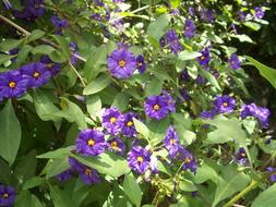 ravishing Flowers violet in light and shadow