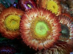 Flowers Evergreen