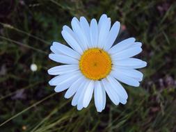 ravishing Daisy White Oxeye