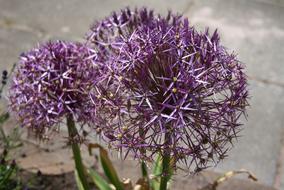 Close-up of the beautiful blooming purple flowers