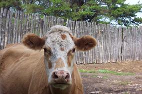 perfect Cow Cattle