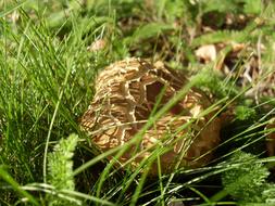 brown mushroom in tall grass