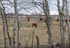 magnificent Cows Calves