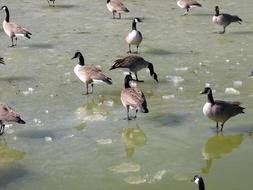 perfect Goose Canada
