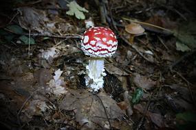 perfect Mushroom Red Toxic
