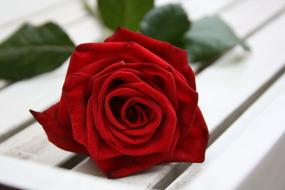 extraordinarily beautiful Red Flower