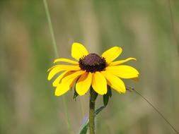 extraordinarily beautiful Yellow Wildflower