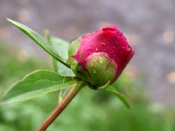 unusually beautiful Peony Bud