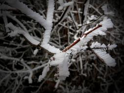 white snow and crystals on tree branches