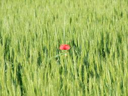 Spring Field green and red Flower