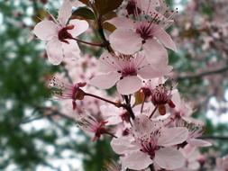 Plum Tree Flowers close-up on blurred background