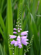 ravishing purple Garden Flowers