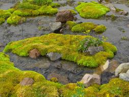 green moss on the bank of the stream