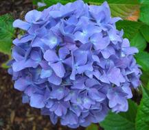 goodly Hydrangea Blue Purple