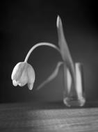 impressively beautiful Flower Tired