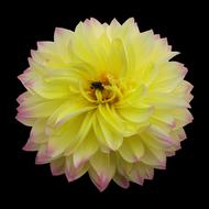 goodly Dahlia Yellow Flower