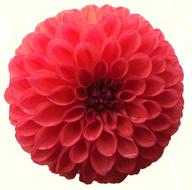 impressively beautiful Dahlia Red Flower