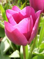 ravishing pink Tulip Flower