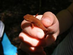 Red Newt Gecko