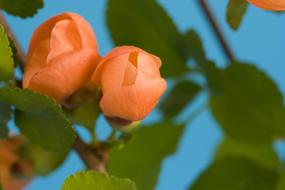 goodly Buds Young