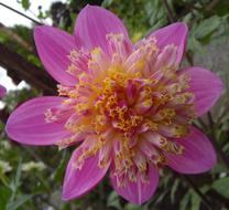 extraordinarily beautiful Pink Blossom