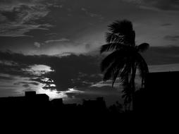 Storm Dark tree