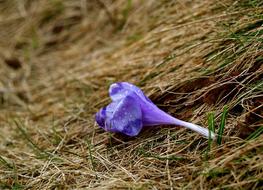 incredibly beautiful Flower Small Blue