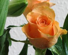 garden Rose Orange Flower